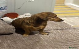 Dachshund dogs for adoption: Sweet Jessica Looking for a family  - Image 9