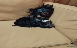 Yorkshire Terrier dogs for sale: 💝💝💝Both sides many champions 💝💝💝 in Leeds - Image 17
