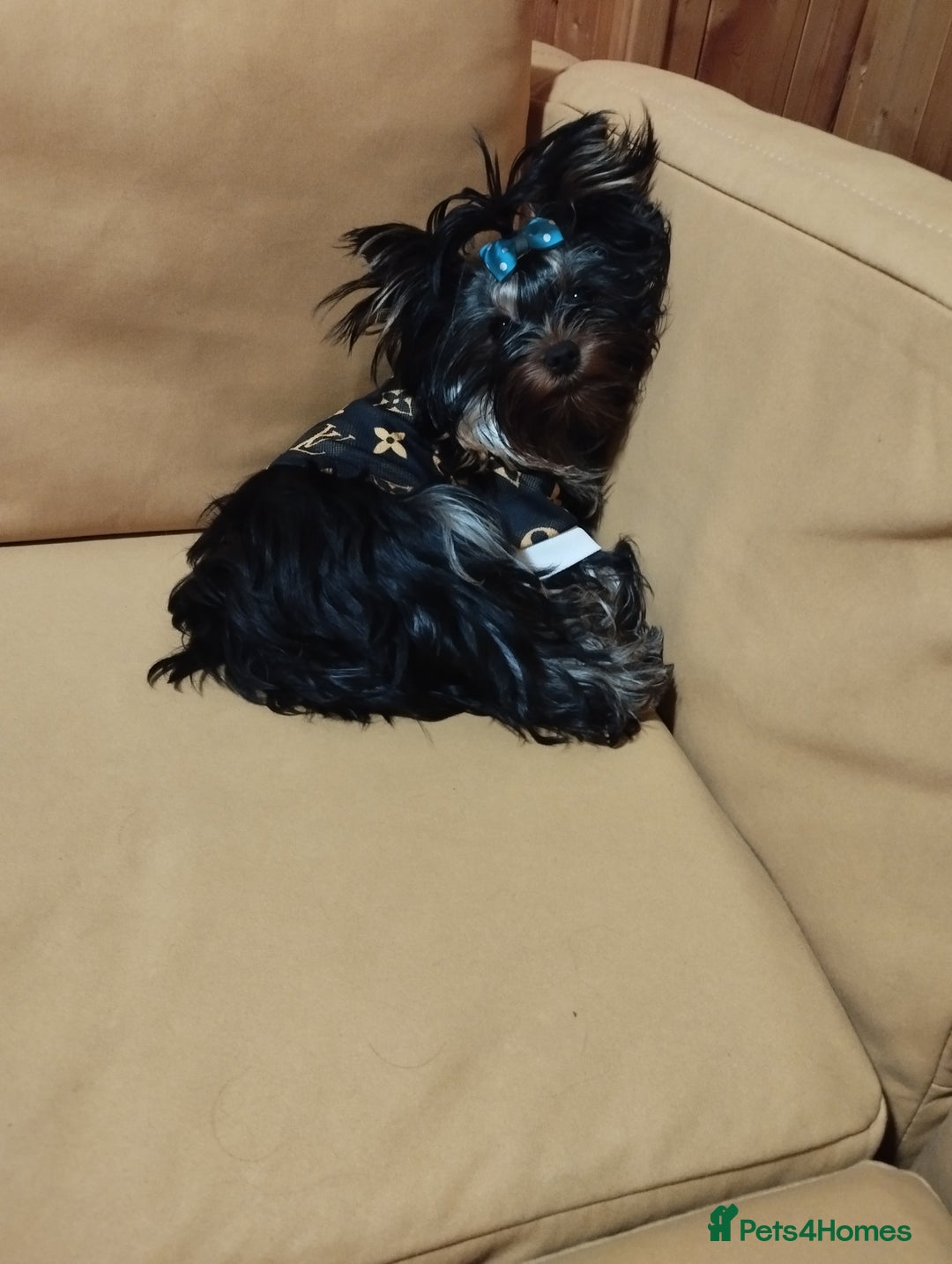 Yorkshire Terrier dogs for sale: 💝💝💝Both sides many champions 💝💝💝 in Leeds - Image 17