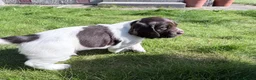 Cocker Spaniel dogs for sale: Cocker Spaniel puppies  in Orkney - Advert 16