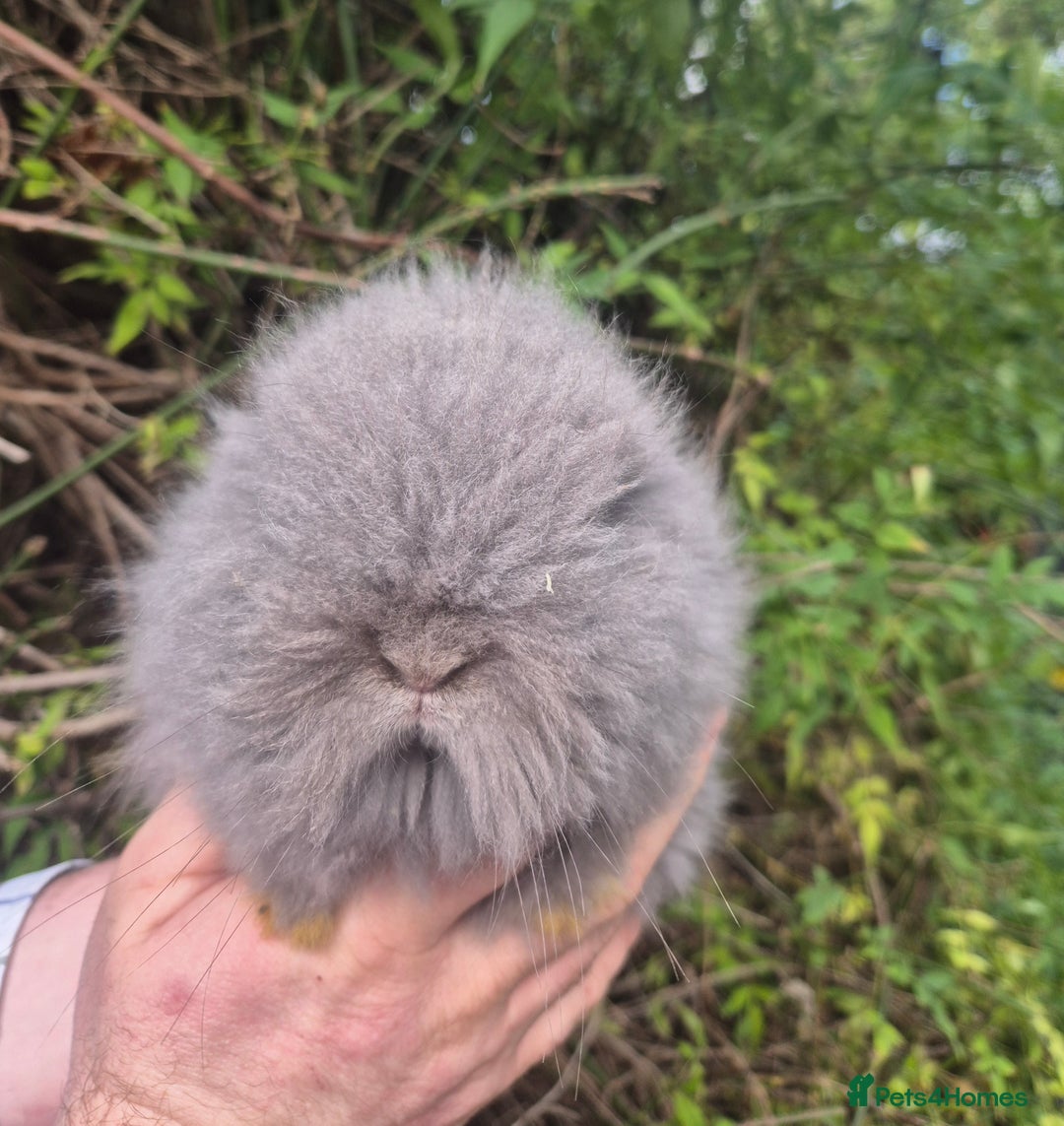 Angora rabbits for sale: 💙🩷 beautiful Teddydwerg babies-parents imported! - Advert 7