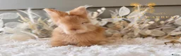 Angora rabbits for sale: BEAUTIFUL LITTER OF ANGORAS - Advert 25