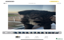 Mixed Breed dogs for sale: Gorgeous shollies - German x collie  - Image 2