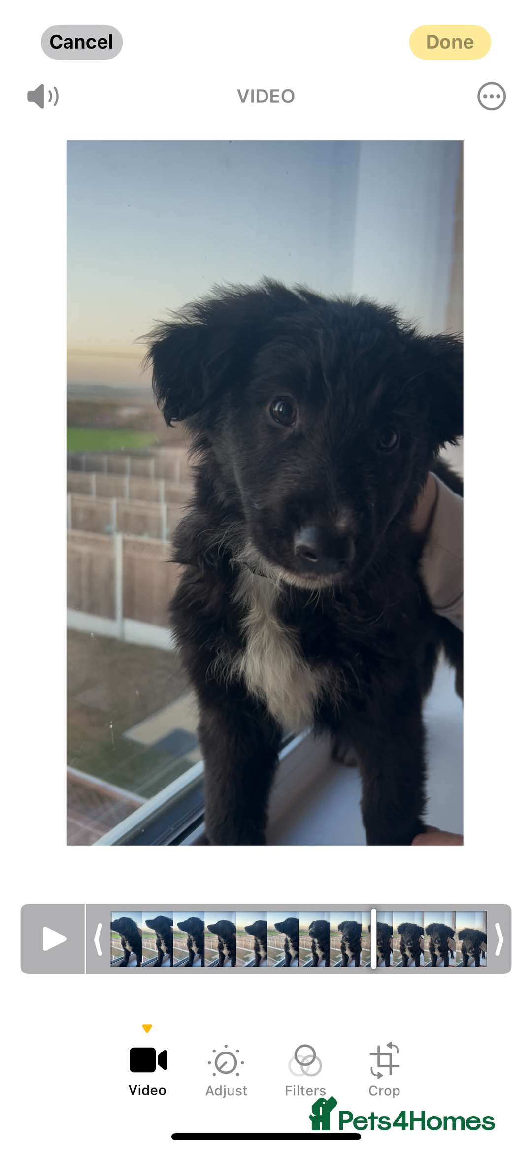 Mixed Breed dogs for sale: Gorgeous shollies - German x collie  - Image 2