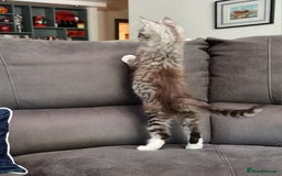 Maine Coon cats for sale: GCCF Pedigree Maine Coon Kittens for sale  - Image 33