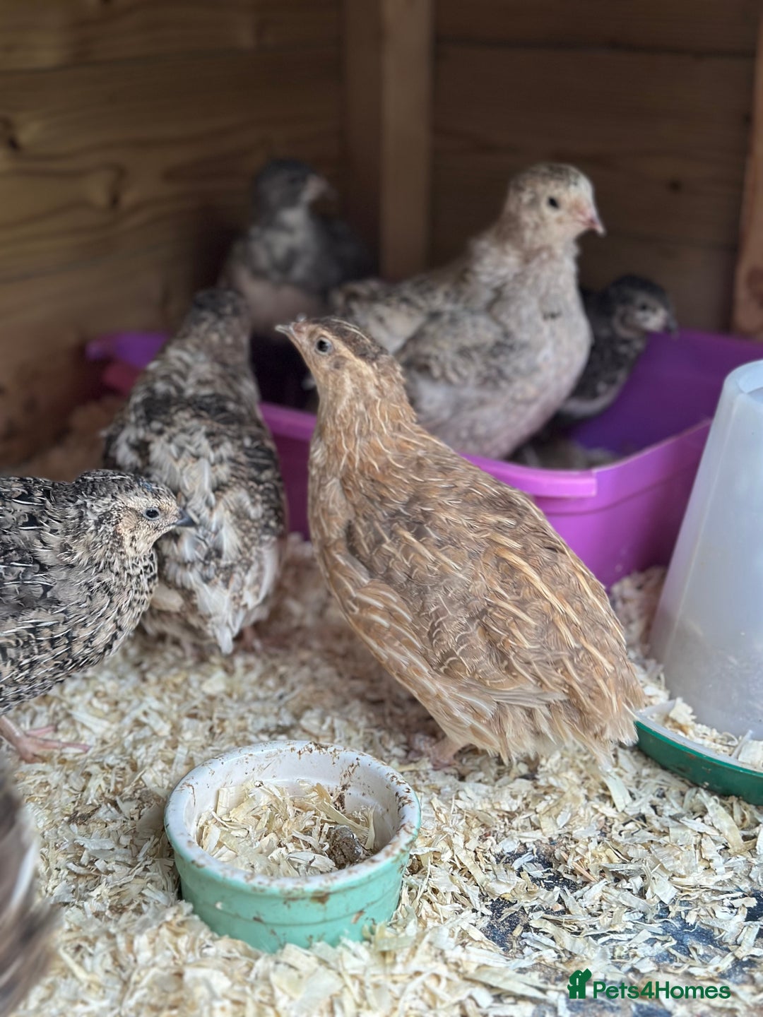 Quail poultry for sale: Group of Coturnix for sale  - Image 3