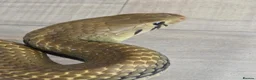 Snake reptiles for sale: Pairof Black Tailed cribos - Advert 4