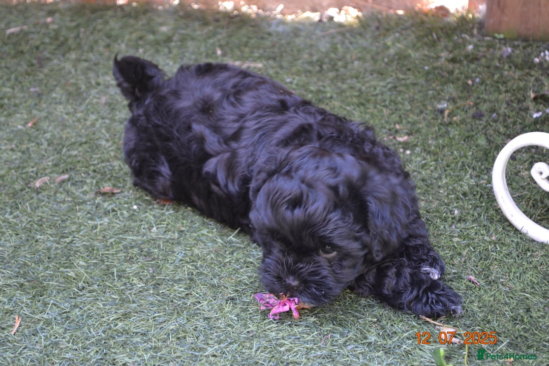 Shihpoo dogs for sale: rare black shipoos - Image 23