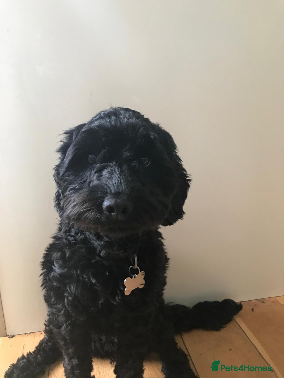 Cockapoo dogs for sale: Lola female cockapoo - Advert 2