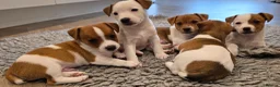 Jack Russell dogs for sale: Exquisite litter of Jack Russell Pups 🐾  - Advert 5