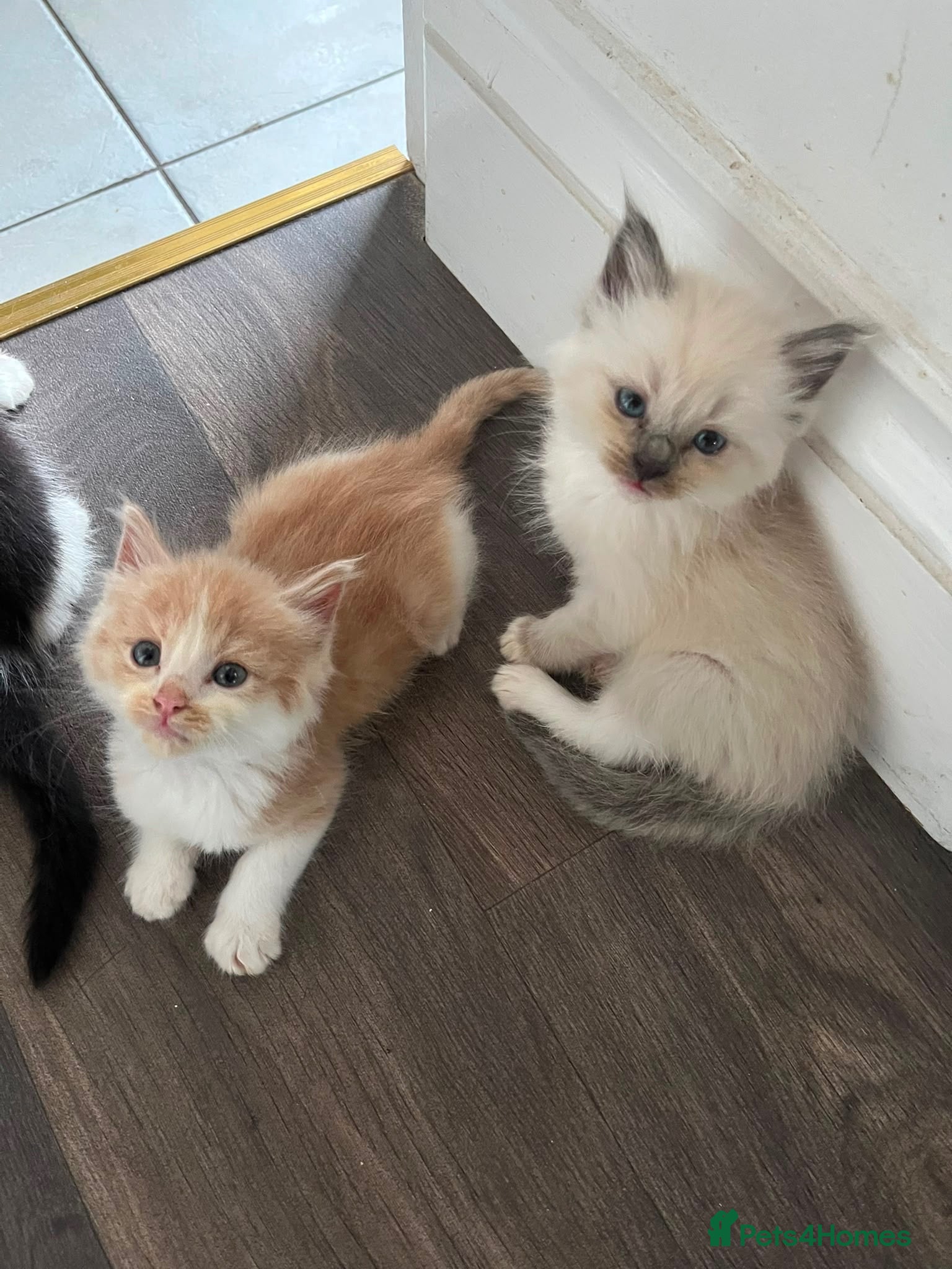 Ragdoll cats ✨1 LEFT - Beautiful Ragdoll Kittens✨ - Advert 6