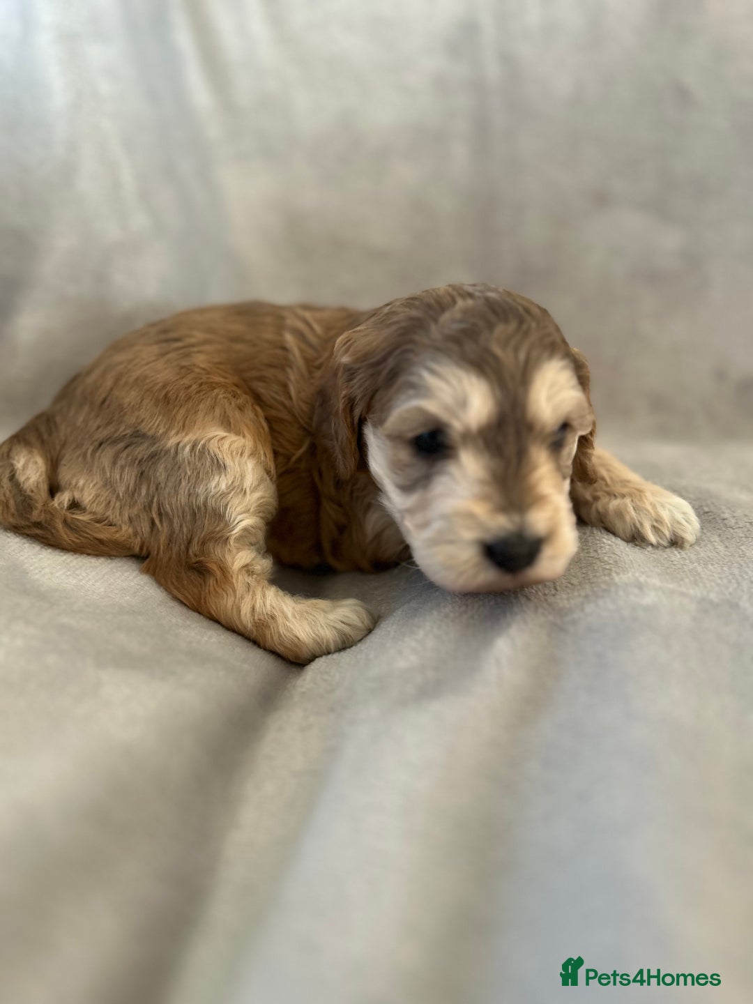 Cockapoo dogs for sale: Cockapoo puppies  - Advert 35