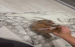 Olde English Bulldogge dogs for sale: Top quality olde English bulldogs - NEBBER REG - Advert 4