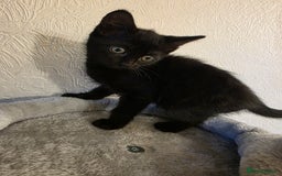 Domestic Shorthair cats for sale: 6 kittens ready for sale, 2 months old - Image 15