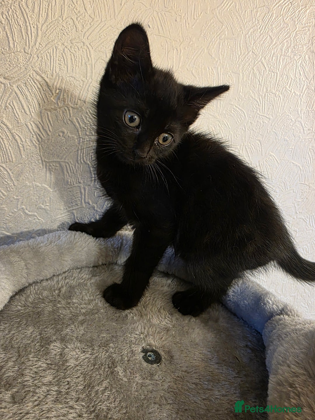 Domestic Shorthair cats for sale: 6 kittens ready for sale, 2 months old - Image 15