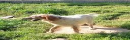 English Setter dogs for adoption: Vinnie in Worthing - Advert 9