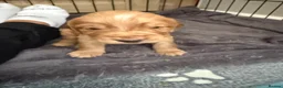 Cocker Spaniel dogs for sale: KC Reg Cocker Spaniel Pups  - Advert 3