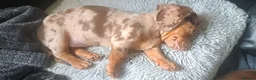 Miniature Dachshund dogs for sale: My most stunning mini-dachunds x - Advert 9