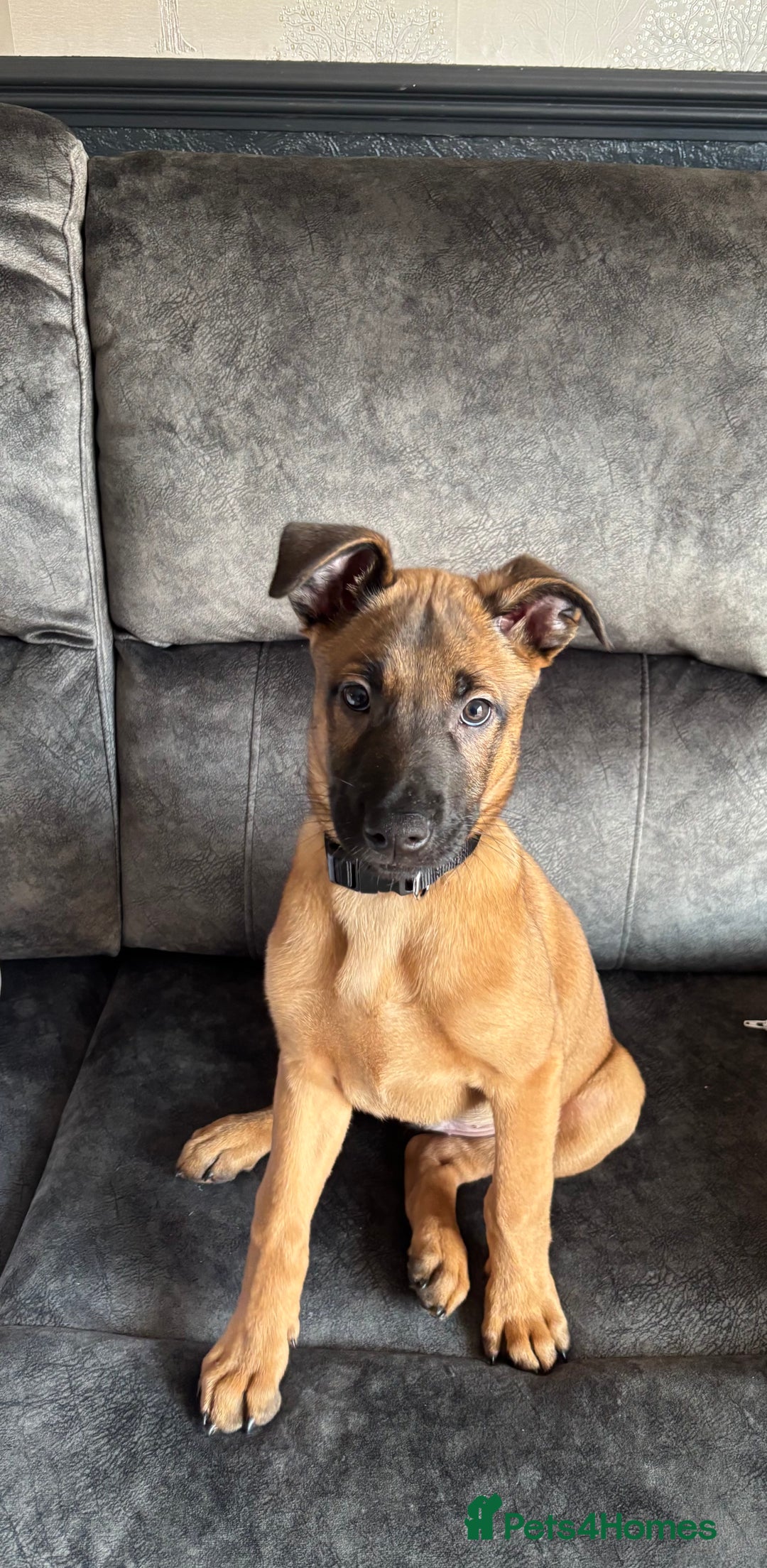 Belgian Shepherd Dog dogs for sale: Mallinois x Bullyhound Male - Advert 2