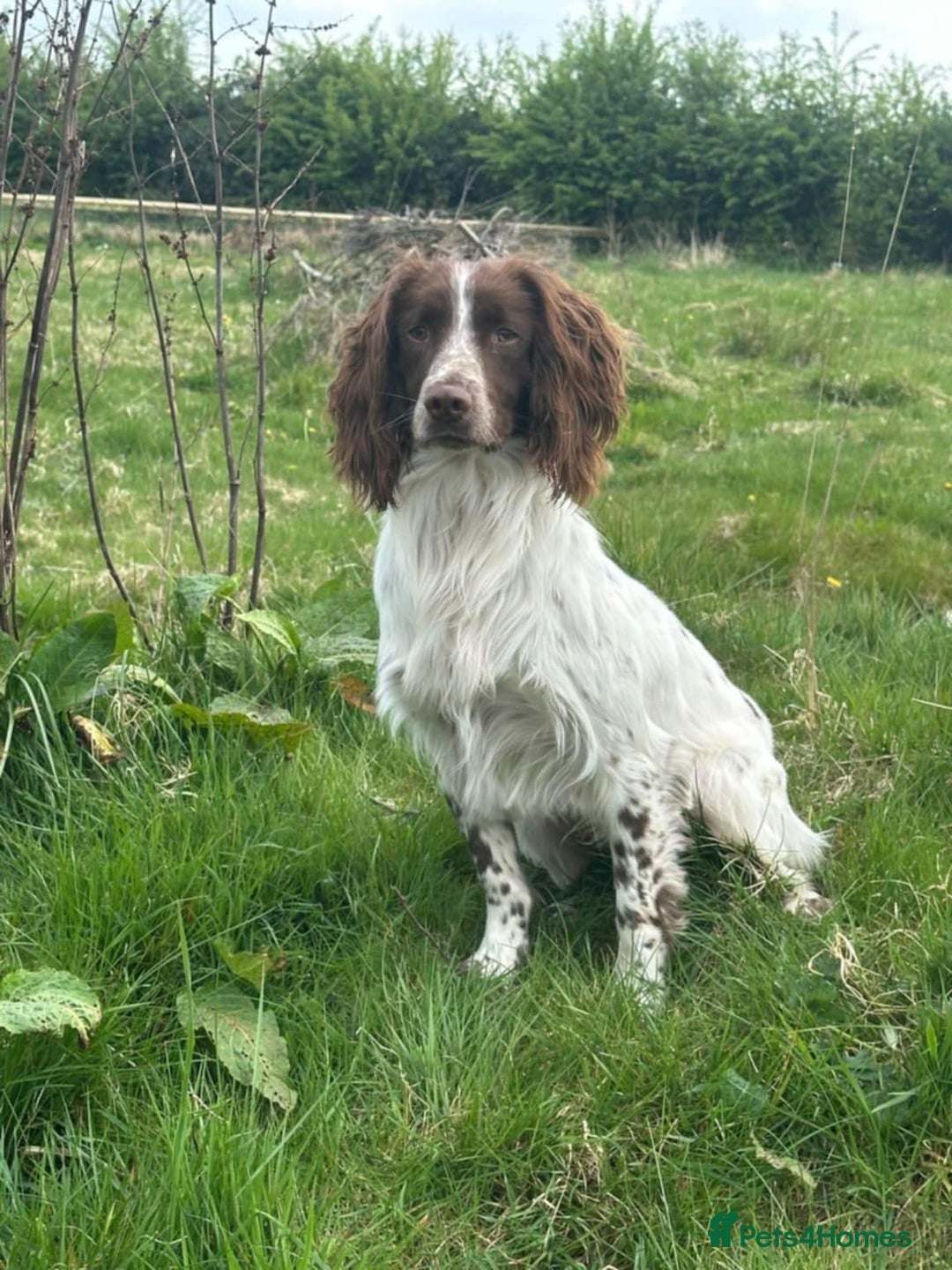 English Springer Spaniel dogs for sale: KC reg, Working Springer spaniel puppies - Image 9