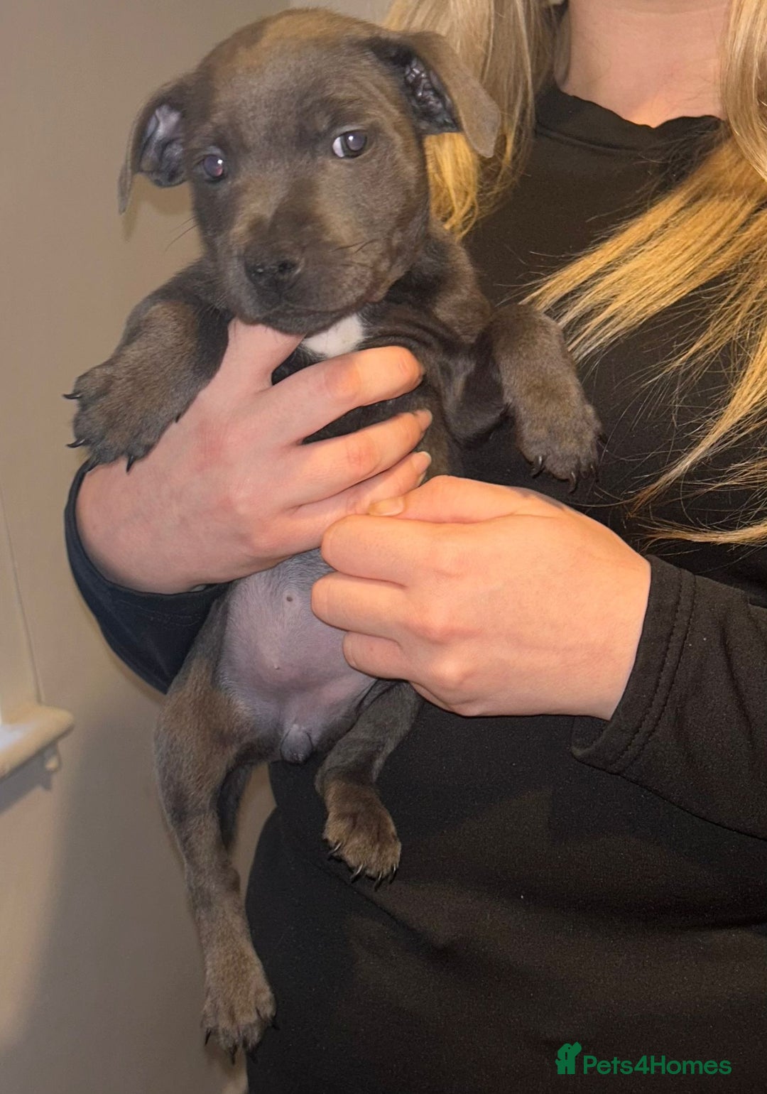 Staffordshire Bull Terrier dogs for sale: Beautiful black and blue kc pups - Image 13