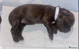 English Springer Spaniel dogs for sale: Beautiful springer Spainel pups. Ready 01/11/25 - Image 21