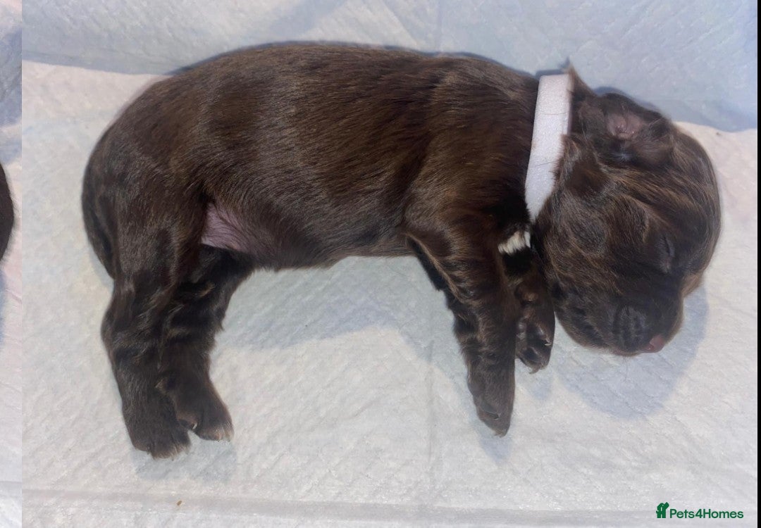 English Springer Spaniel dogs for sale: Beautiful springer Spainel pups. Ready 01/11/25 - Image 21