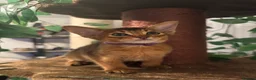 Abyssinian cats for sale: Three Abyssinian sisters looking for a new home - Advert 25