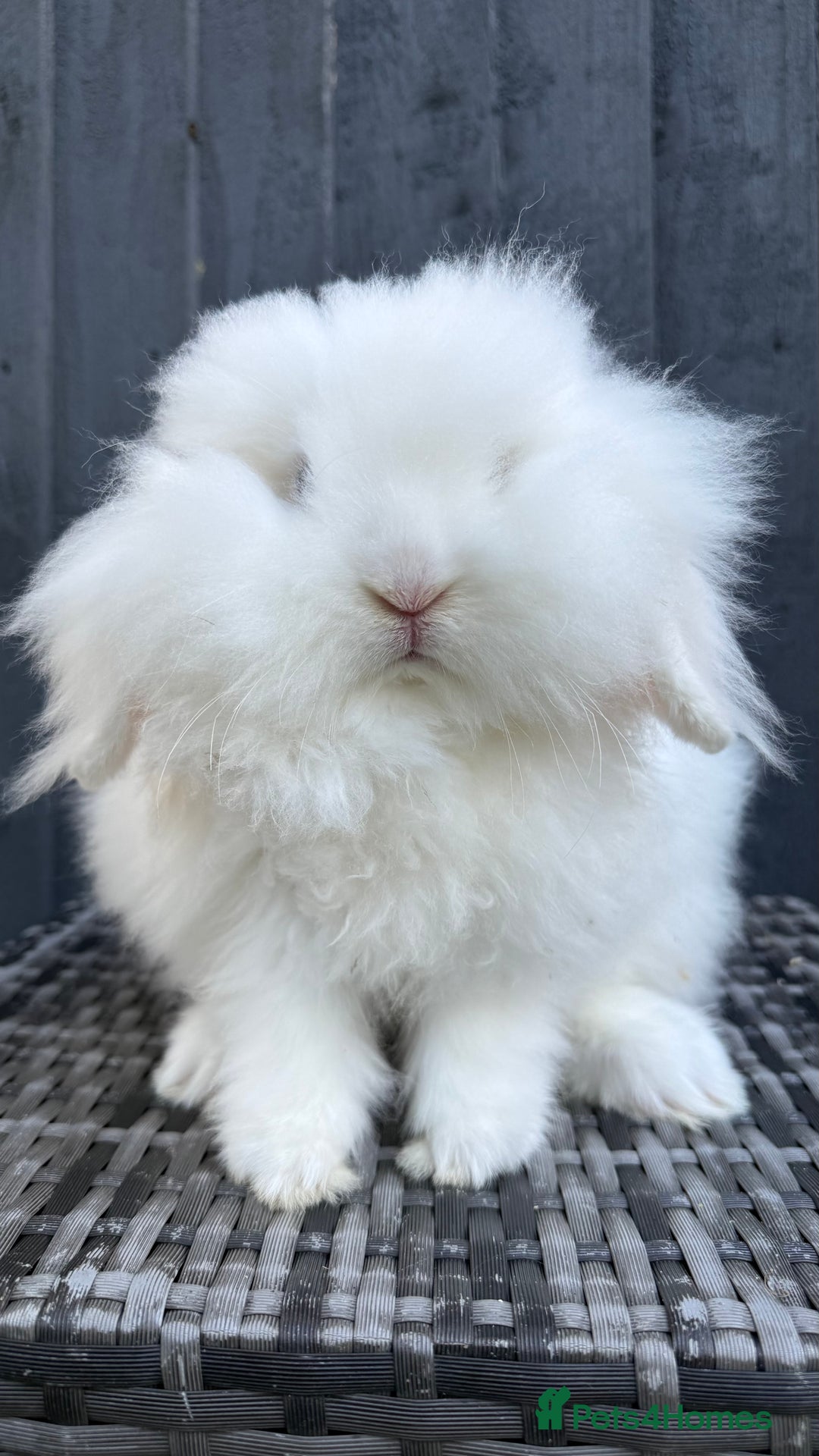 Mini Lion Lop rabbits for sale: Beautiful Blue Eyed TeddyWidder Boy - Advert 7