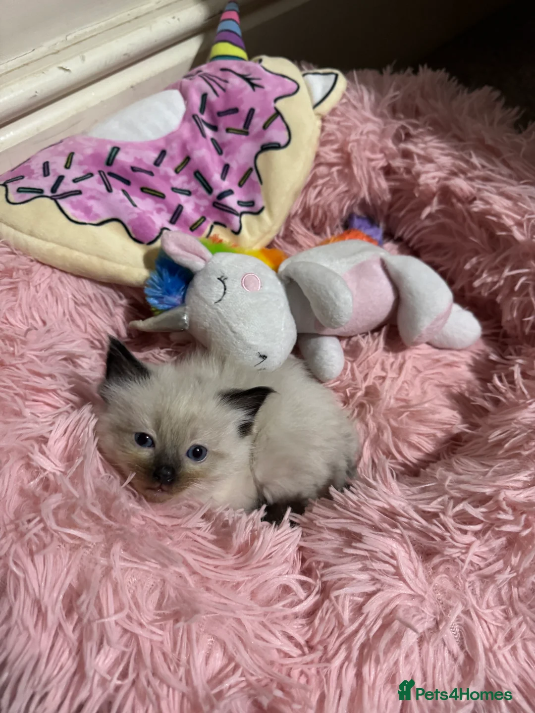 Ragdoll cats for sale: Ragdoll kittens  - Advert 2