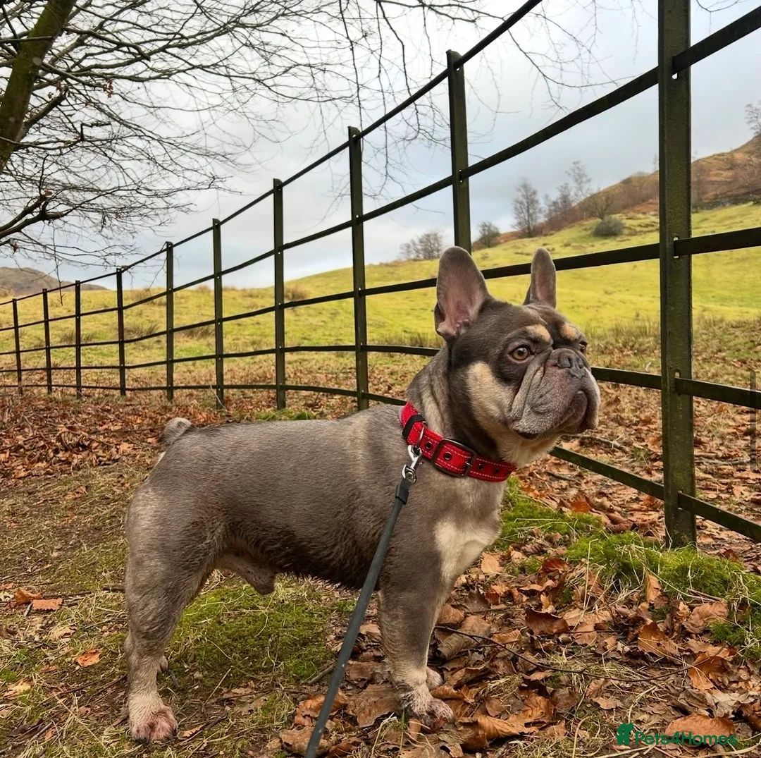 French Bulldog dogs for stud: Perfect Frenchie for Stud - Credit to the breed in Chorley - Advert 1