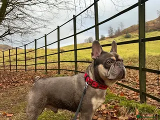 French Bulldog dogs Perfect Frenchie for Stud - Credit to the breed - Advert 1