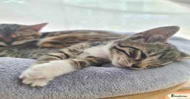 Bengal cats - Advert 13