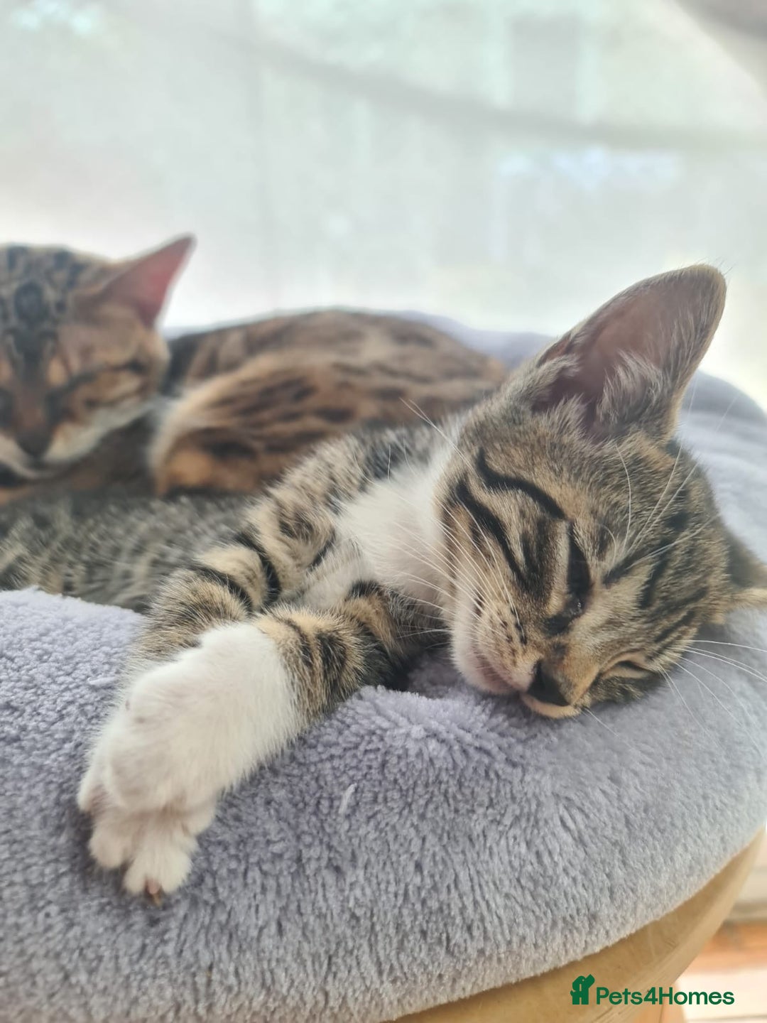 Bengal cats for sale: Bengal kittens - Image 3