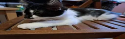 Mixed Breed cats for sale: 2 Black & White Female Kittens 14 weeks old - Advert 4