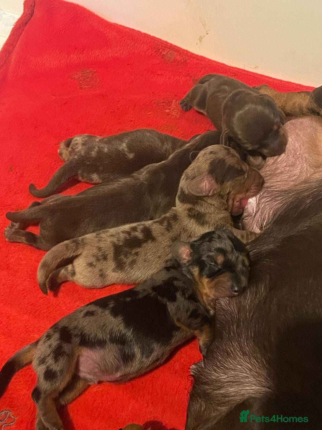 Miniature Dachshund dogs for sale: 4 Mini smooth kc reg dachshund puppies  - Advert 5