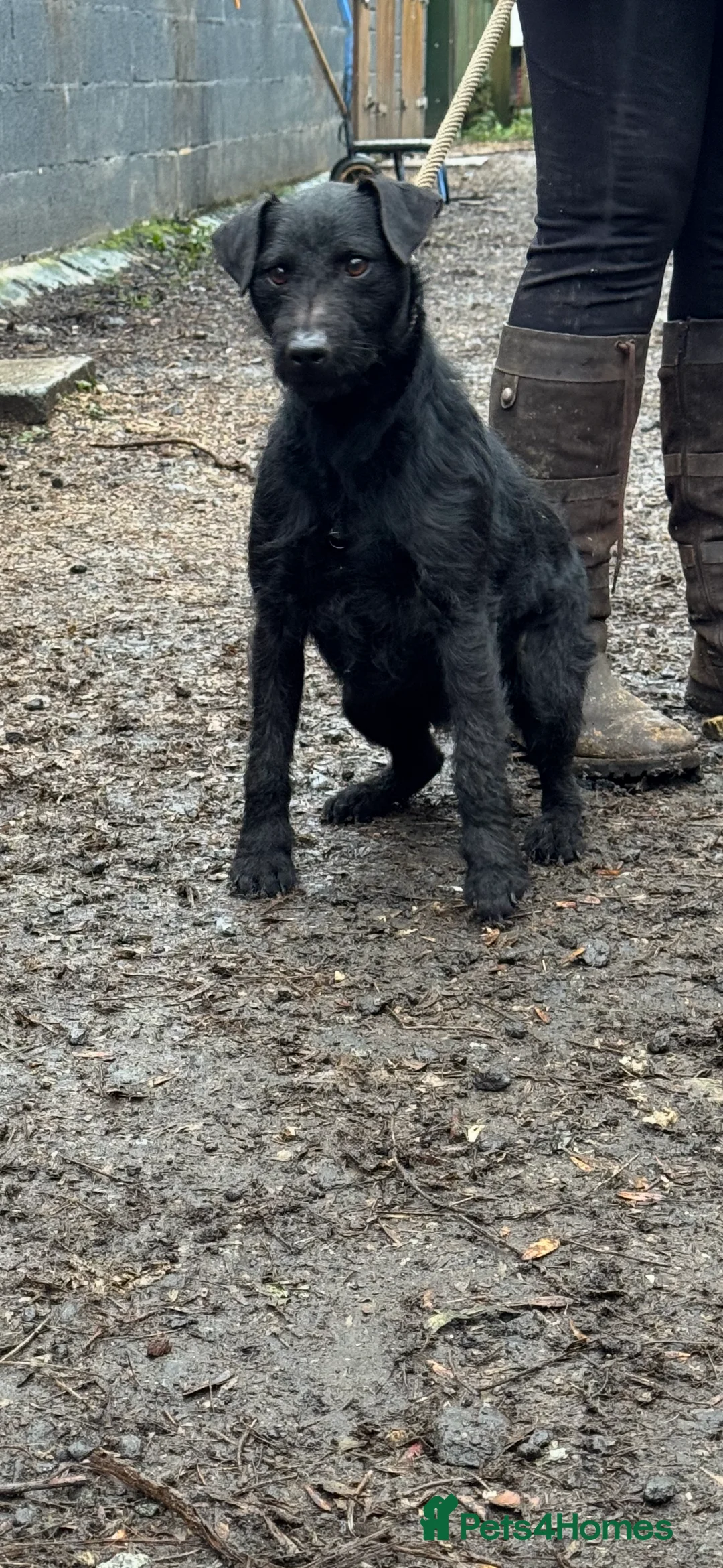 Patterdale Terrier dogs for stud: Rough coated patterdale  - Advert 2