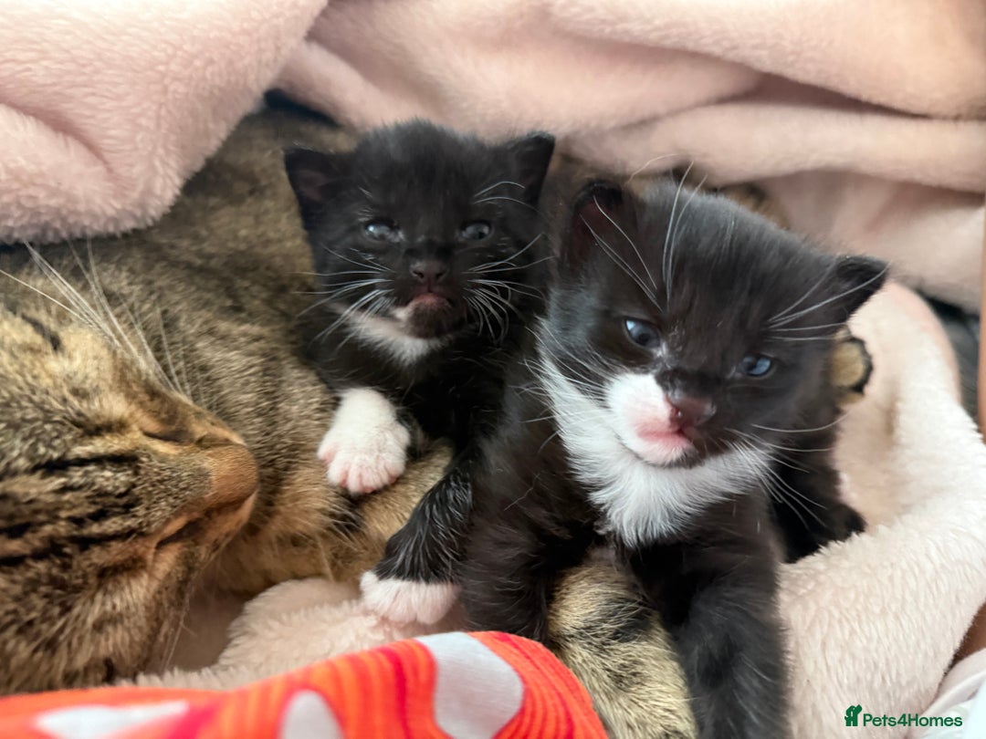 Domestic Shorthair cats for sale: Black and white kittens for sale in Manchester  - Image 9