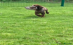 Cocker Spaniel dogs for sale: Beautiful KC Roan Working  Cocker Puppies - Image 7