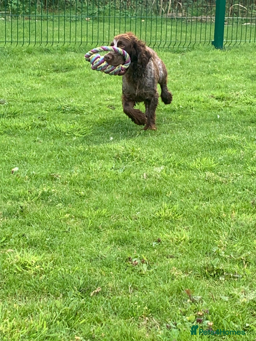 Cocker Spaniel dogs for sale: Beautiful KC Roan Working  Cocker Puppies - Image 7