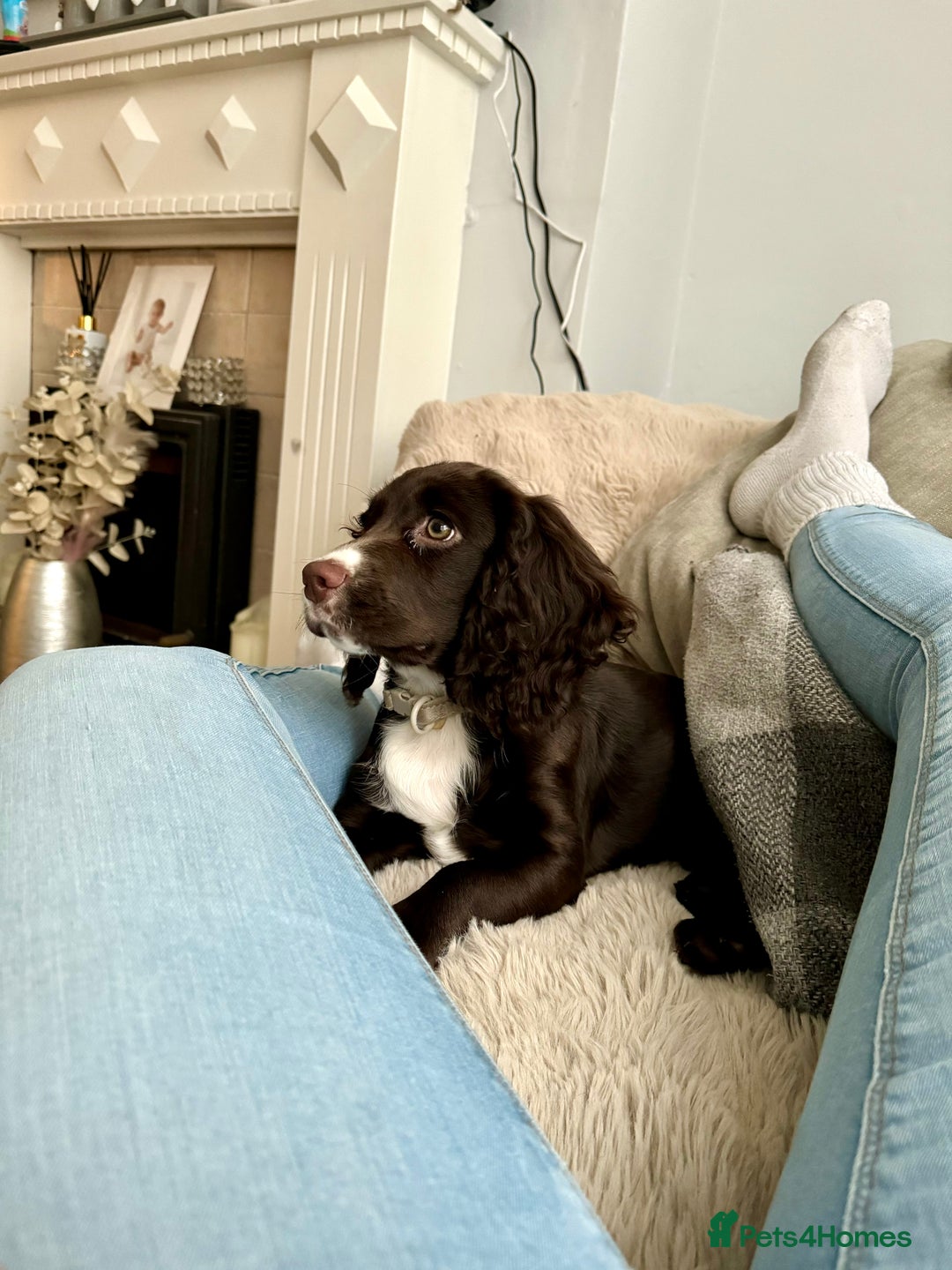 Cocker Spaniel dogs for sale: Beautiful Female Working Cocker Spaniels - Advert 3