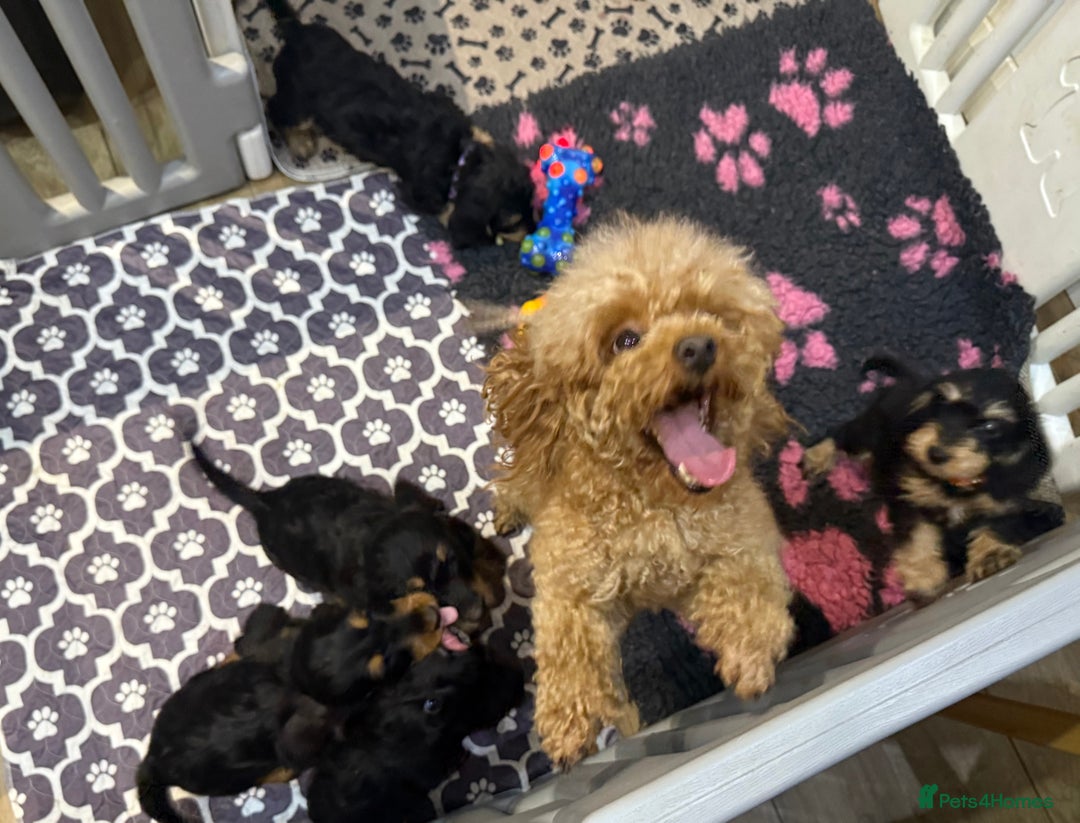Mixed Breed dogs for sale: Dachshund X poodle puppies - Advert 1