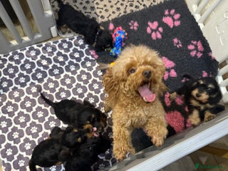 Mixed Breed dogs Dachshund X poodle puppies - Advert 4