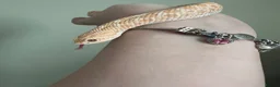 Snake reptiles for sale: Stunning Western Hognose female. With full set up - Advert 2