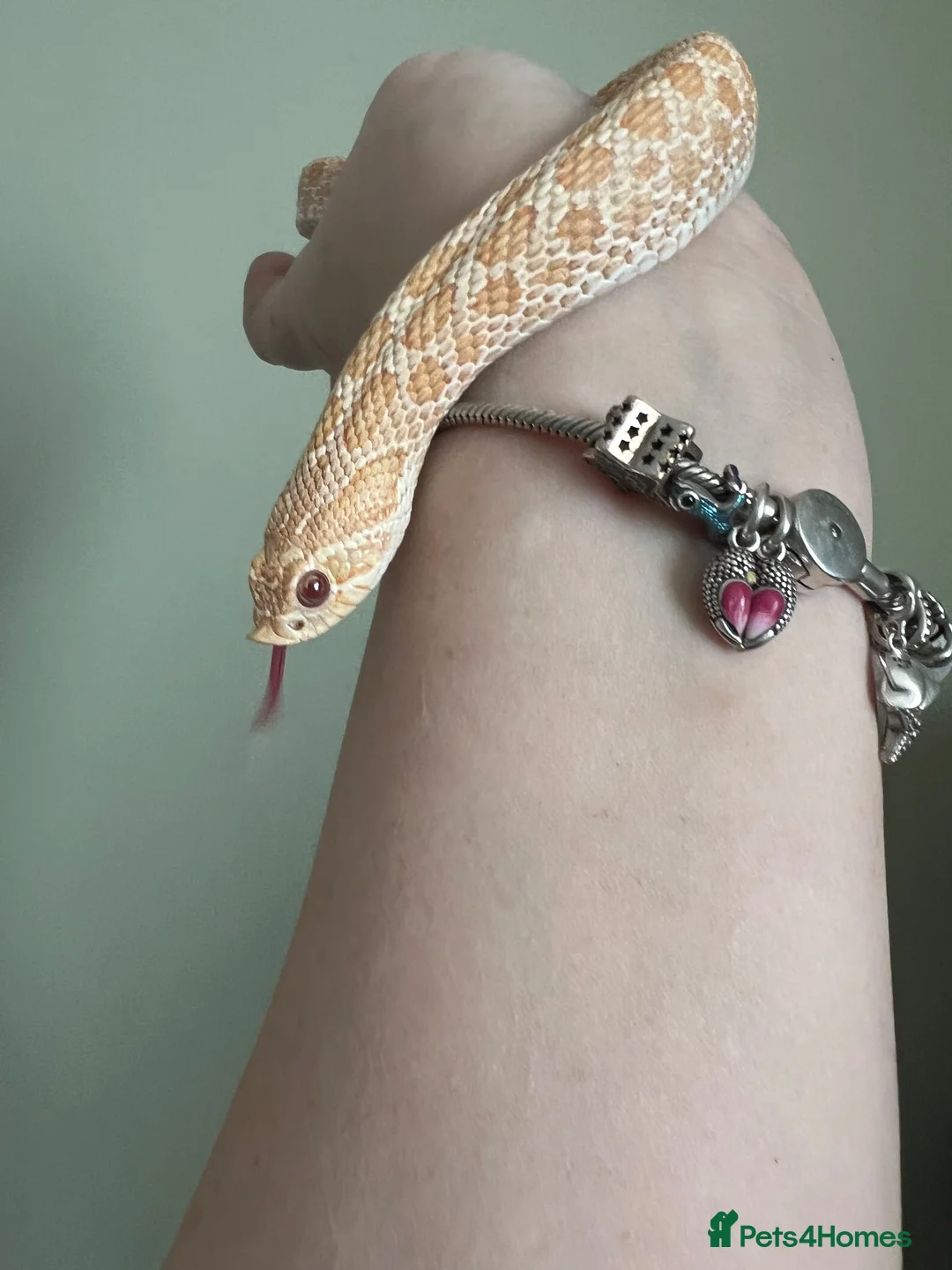 Snake reptiles for sale: Stunning Western Hognose female. With full set up - Advert 2