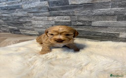 Cocker Spaniel dogs for sale: Show cocker spaniel puppies /ready to leave  - Image 8