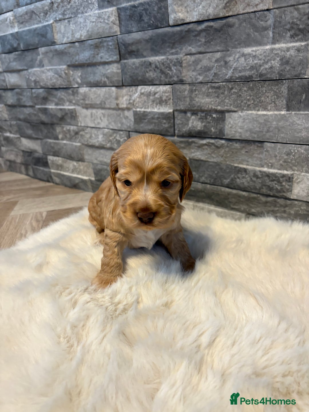 Cocker Spaniel dogs for sale: Show cocker spaniel puppies /ready to leave  - Image 8
