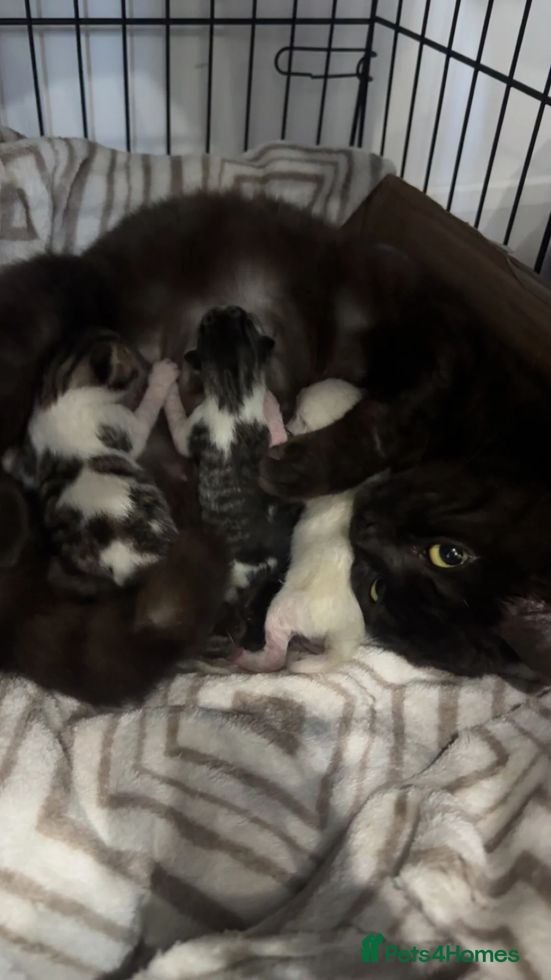 Mixed Breed cats for sale: 3 mixed kittens in Portsmouth - Advert 1