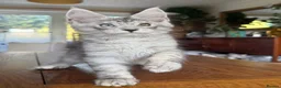 Maine Coon cats for sale: 💝Magnificent large TICA kittens 💖 - Advert 18