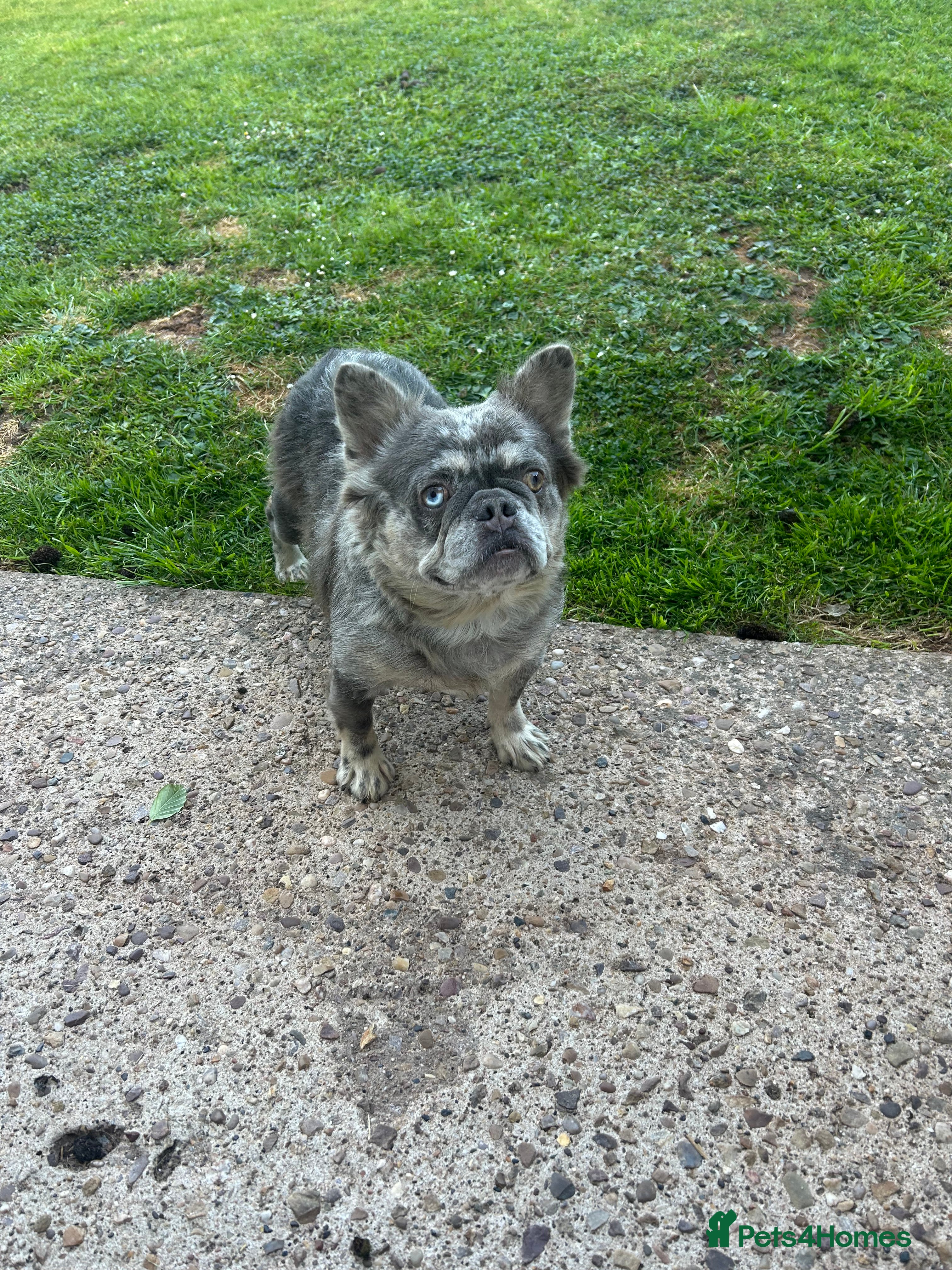 Merle